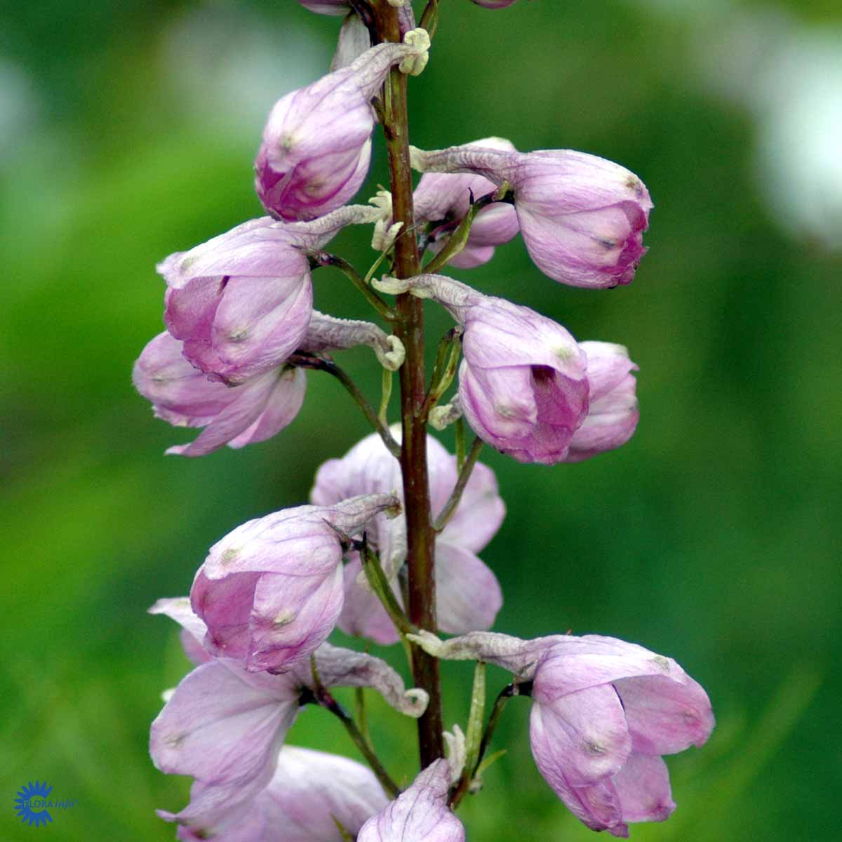 Bilde av Delphinium (P) 'Astolat'-Spanne Plantesalg