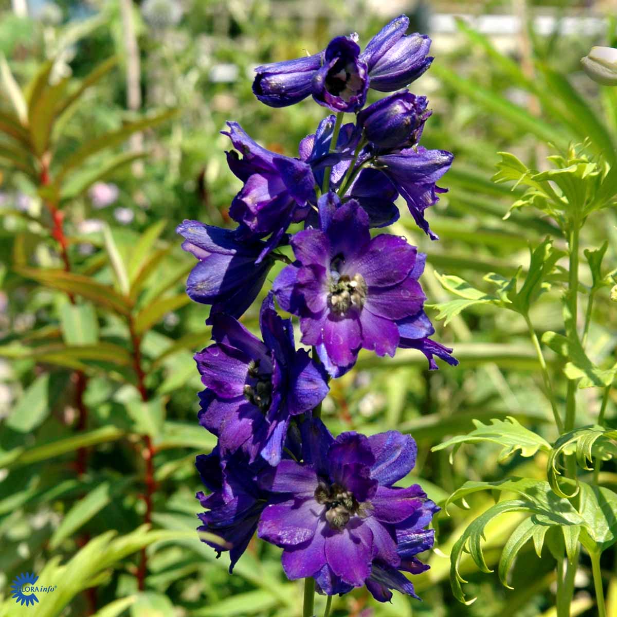 Bilde av Delphinium (P) 'Black Knight'-Spanne Plantesalg