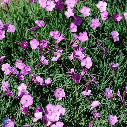 Bilde av Dianthus grat. 'Dinetta Soft Pink'-Spanne Plantesalg
