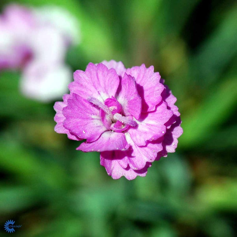 Bilde av Dianthus grat. 'Pink Jewel'-Spanne Plantesalg