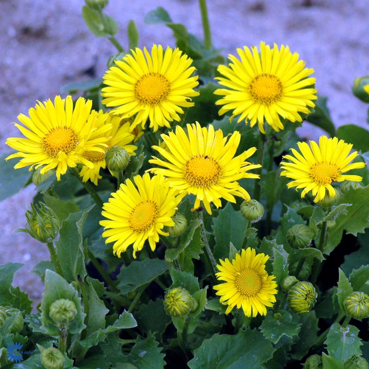 Bilde av Doronicum or. 'Little Leo'-Spanne Plantesalg