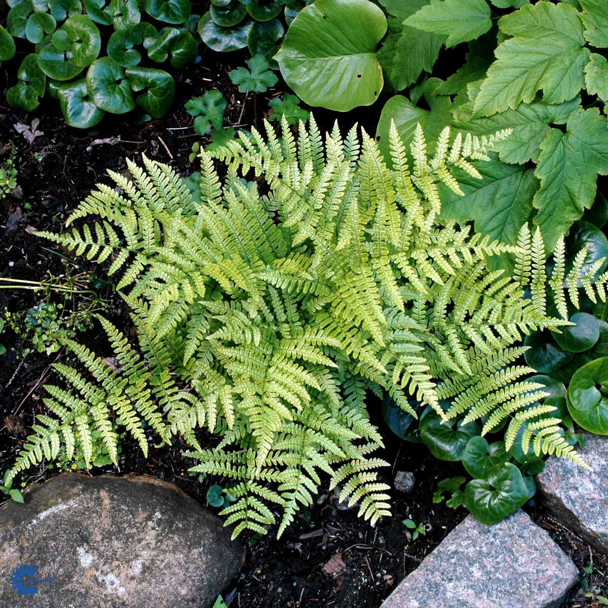 Bilde av Dryopteris Erythrosora-Spanne Plantesalg