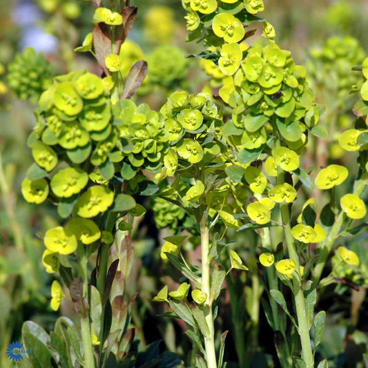 Bilde av Euphorbia amygdal. robbiae-Spanne Plantesalg