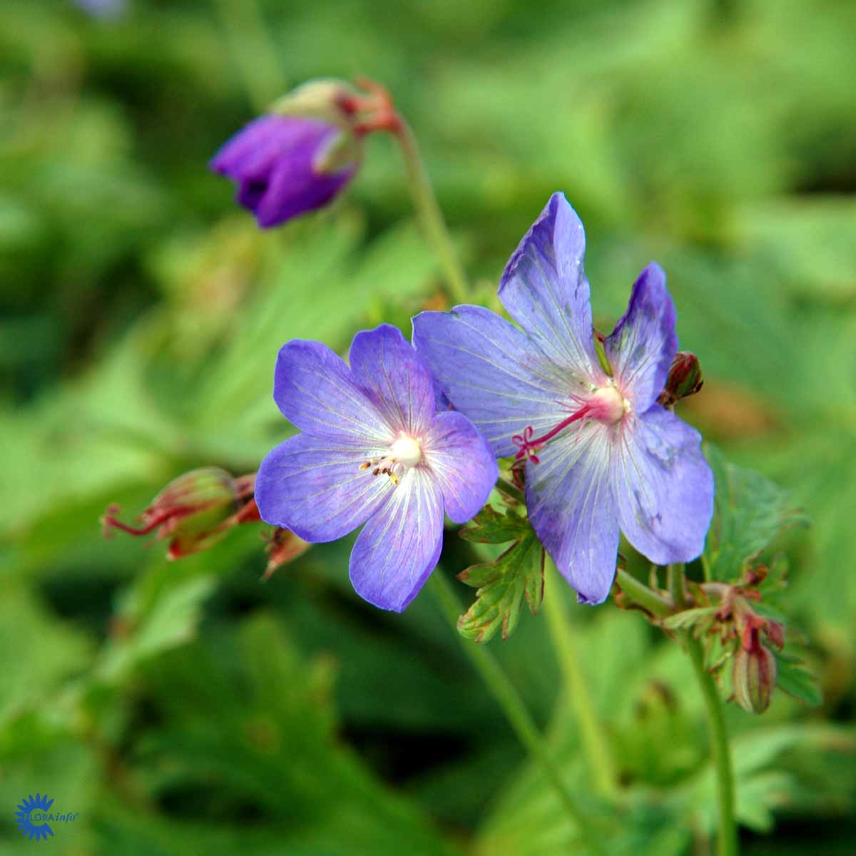 Bilde av Geranium Johnson´S Blue-Spanne Plantesalg