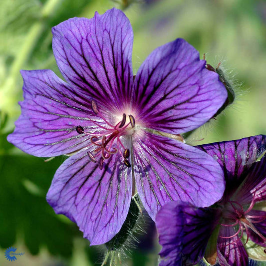 Bilde av Geranium magnificum-Spanne Plantesalg