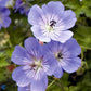 Bilde av Geranium Rozanne©-Spanne Plantesalg