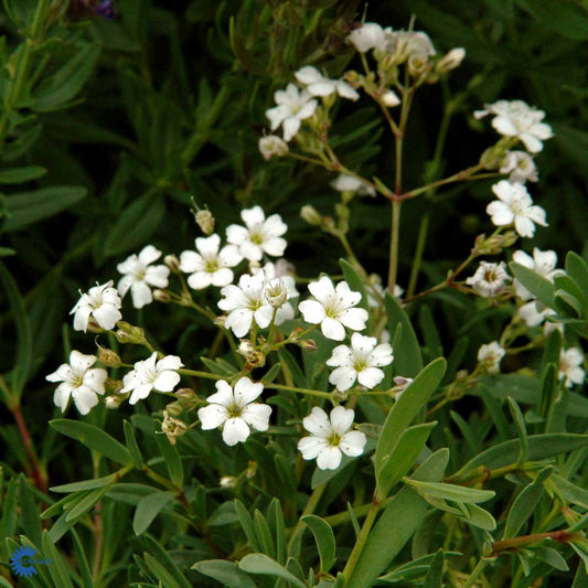 Bilde av Gypsophila repens-Spanne Plantesalg