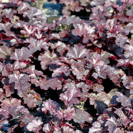 Bilde av Heuchera 'Regina'-Spanne Plantesalg