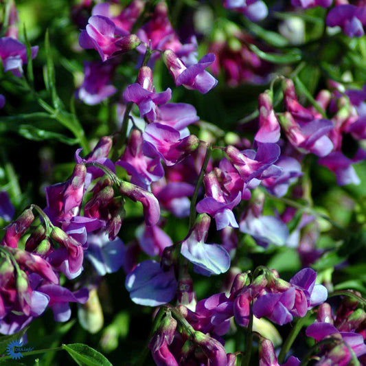 Bilde av Lathyrus vernus-Spanne Plantesalg