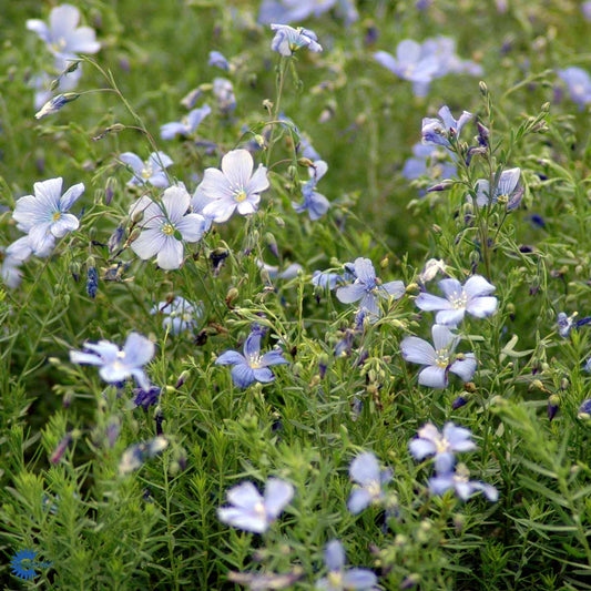 Bilde av Linum perenne 'Saphir'-Spanne Plantesalg