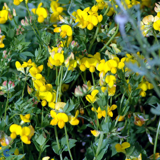 Bilde av Lotus corniculatus-Spanne Plantesalg