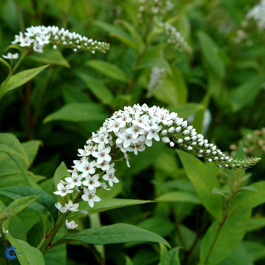 Bilde av Lysimachia clethroides-Spanne Plantesalg