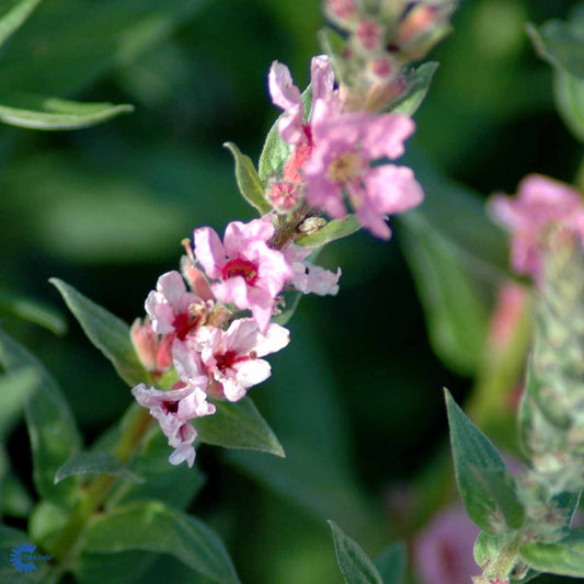 Bilde av Lythrum sal. 'Blush'-Spanne Plantesalg