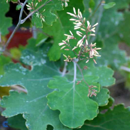 Bilde av Macleaya cordata-Spanne Plantesalg