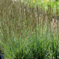 Bilde av Molinia caerulea 'Moorhexe'-Spanne Plantesalg