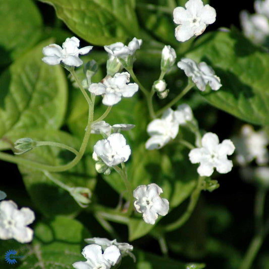 Bilde av Omphalodes verna 'Alba'-Spanne Plantesalg