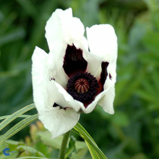 Bilde av Papaver or. 'Royal Wedding'-Spanne Plantesalg