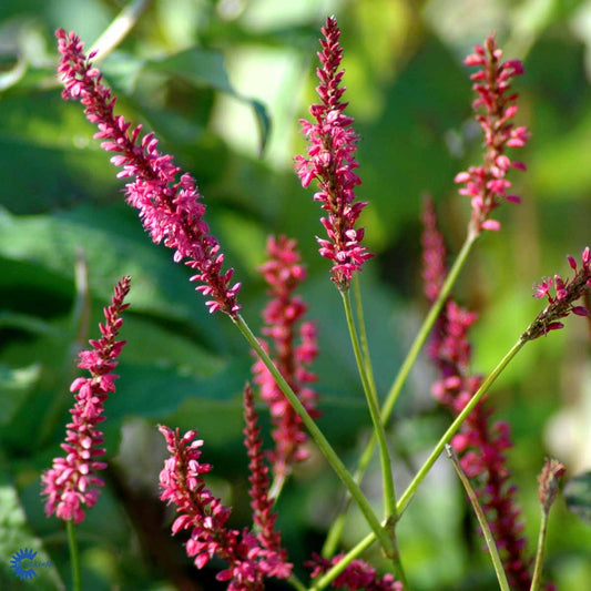 Bilde av Persicaria a. 'Speciosa'-Spanne Plantesalg