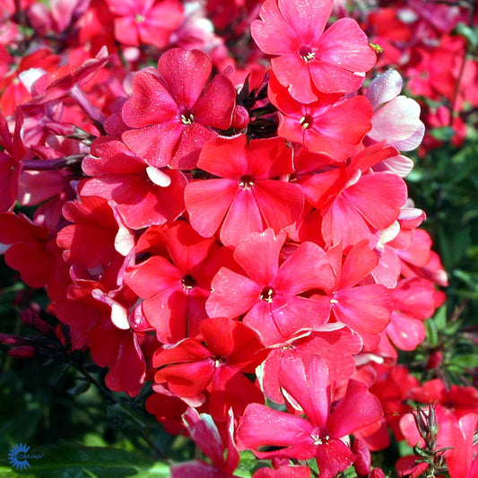 Bilde av Phlox (P) 'Starfire'-Spanne Plantesalg