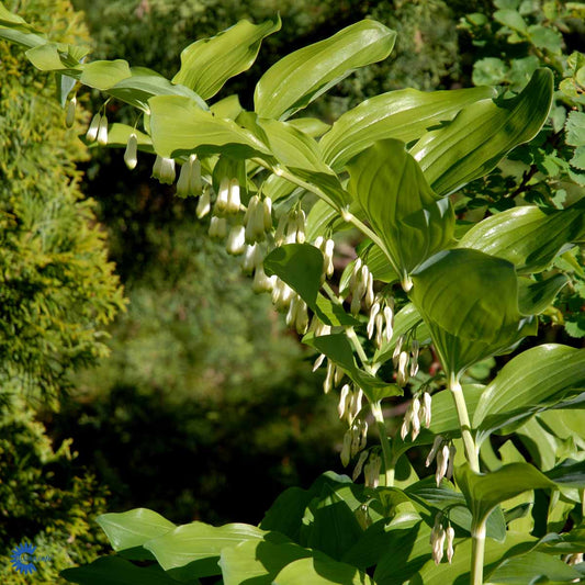 Bilde av Polygonatum multiflorum-Spanne Plantesalg