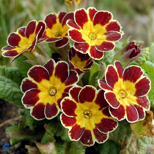 Bilde av Primula (E) Gold Lace Hybrids-Spanne Plantesalg