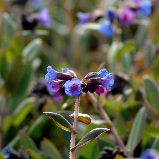 Bilde av Pulmonaria ang. 'Azurea'-Spanne Plantesalg