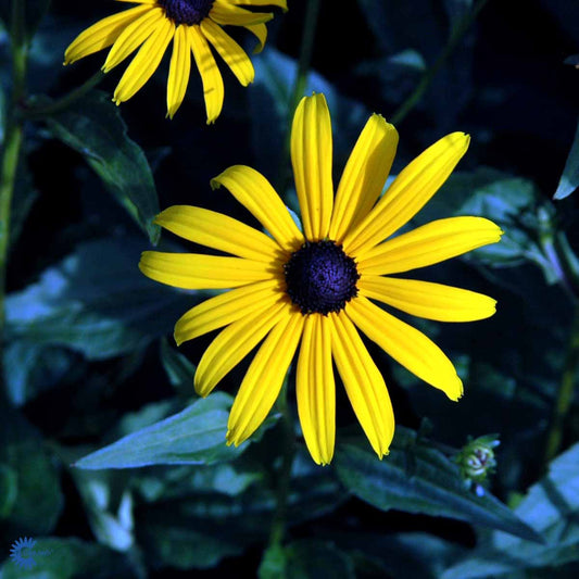 Bilde av Rudbeckia f. 'Goldsturm'-Spanne Plantesalg