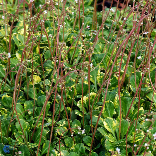 Bilde av Saxifraga u. 'Variegata'-Spanne Plantesalg