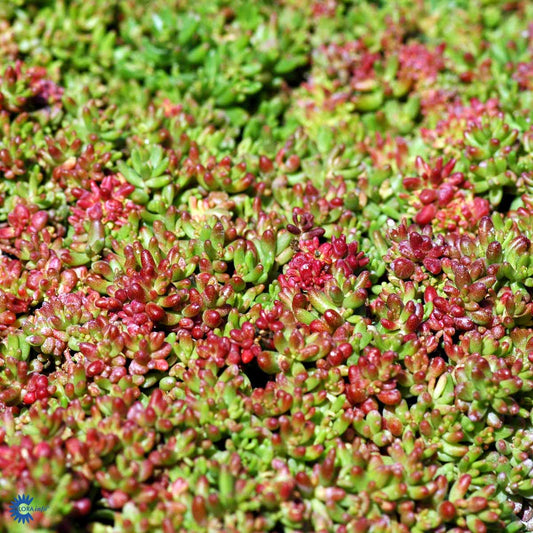 Bilde av Sedum album 'Coral Carpet'-Spanne Plantesalg