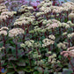 Bilde av Sedum 'Matrona'-Spanne Plantesalg