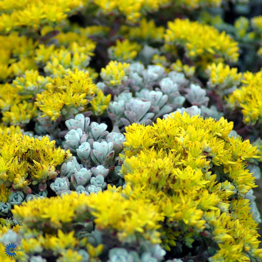 Bilde av Sedum spathulifolium 'Cape Blanco'-Spanne Plantesalg