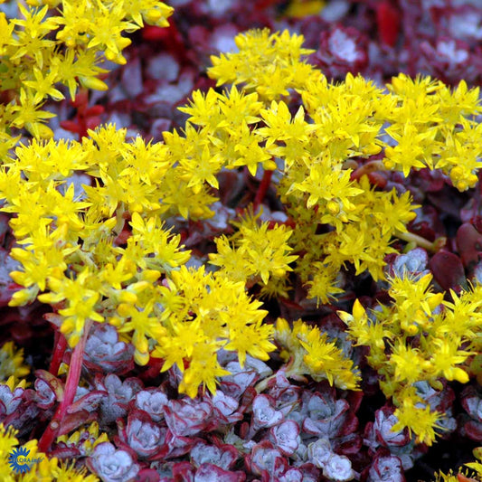 Bilde av Sedum spathulifolium 'Purpureum'-Spanne Plantesalg