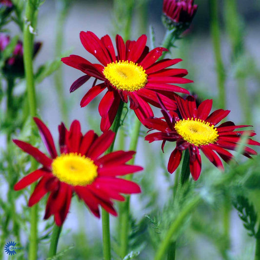 Bilde av Tanacetum (C) 'Robinson's Red'-Spanne Plantesalg