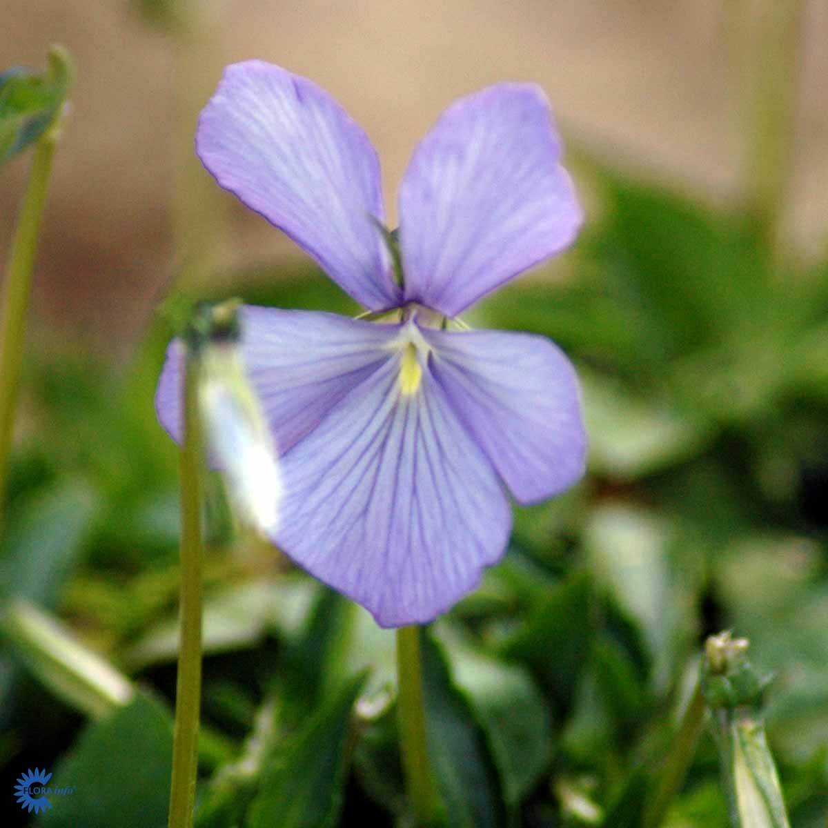 Bilde av Viola (C) 'Boughton Blue'-Spanne Plantesalg