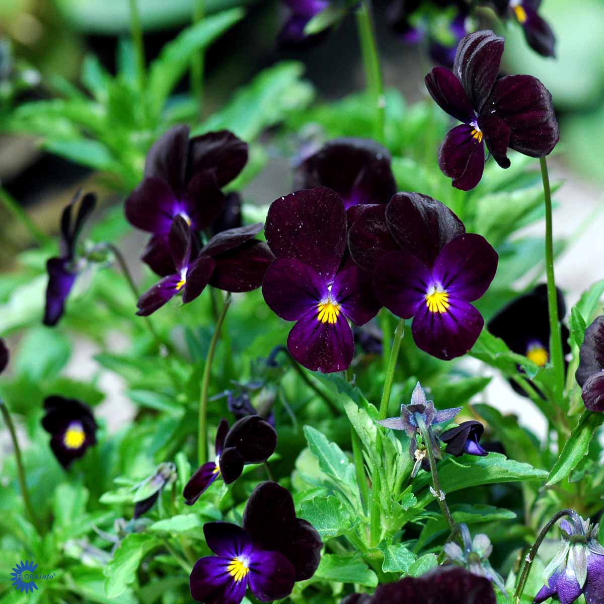 Bilde av Viola (C) 'Bowles Black'-Spanne Plantesalg