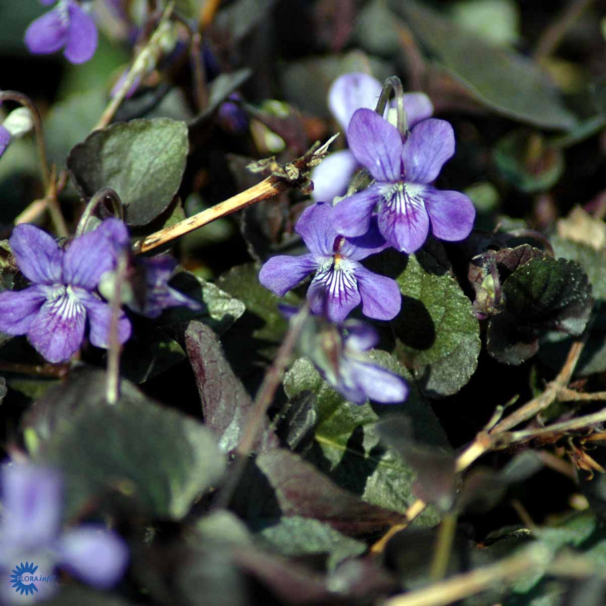 Bilde av Viola labradorica-Spanne Plantesalg