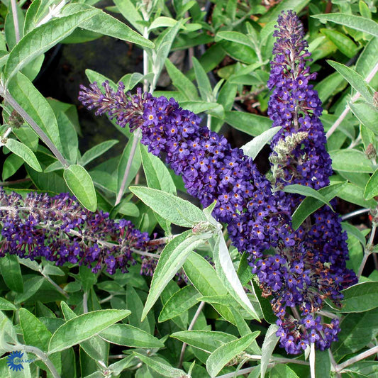 Bilde av Buddleja Summer Bird Midnight Blue-Spanne Plantesalg