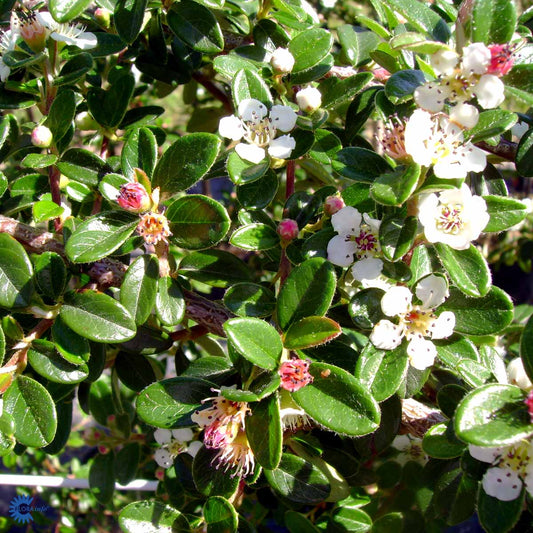 Bilde av Cotoneaster C. Beauty-Spanne Plantesalg