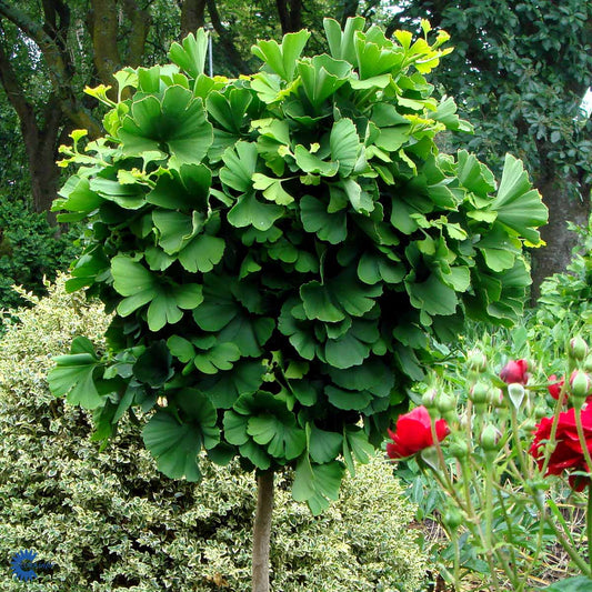 Bilde av Ginkgo biloba 'Mariken' 60cm stamme-Spanne Plantesalg
