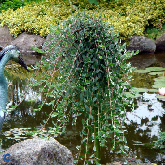 Bilde av Salix repens 'Voorthuizen'-Spanne Plantesalg