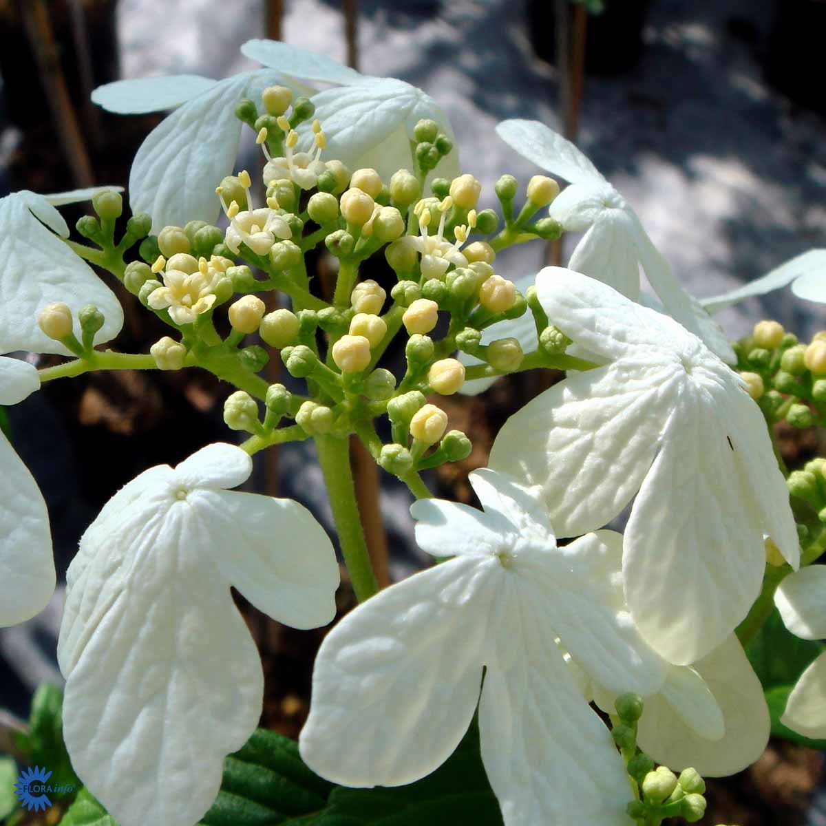 Bilde av Viburnum Plicatum Watanabe-Spanne Plantesalg