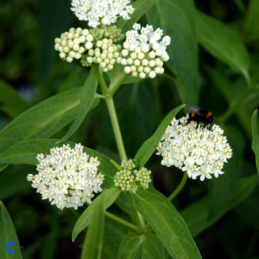 Bilde av Asclepias incarnata-Spanne Plantesalg