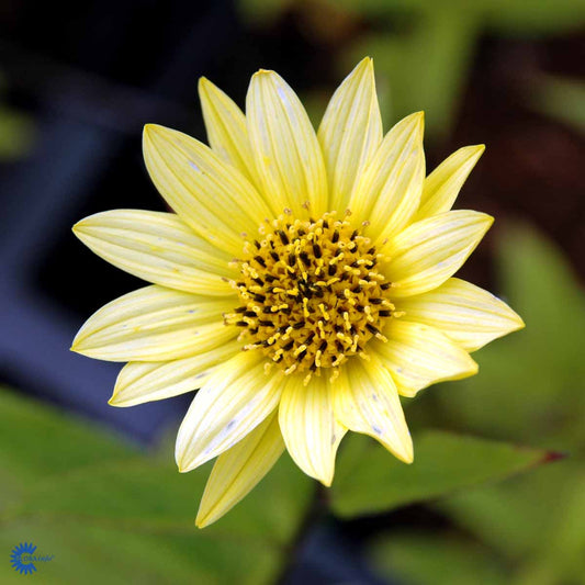 Bilde av Helianthus 'Lemon Queen'-Spanne Plantesalg