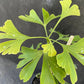 Bilde av Ginkgo biloba-Spanne Plantesalg
