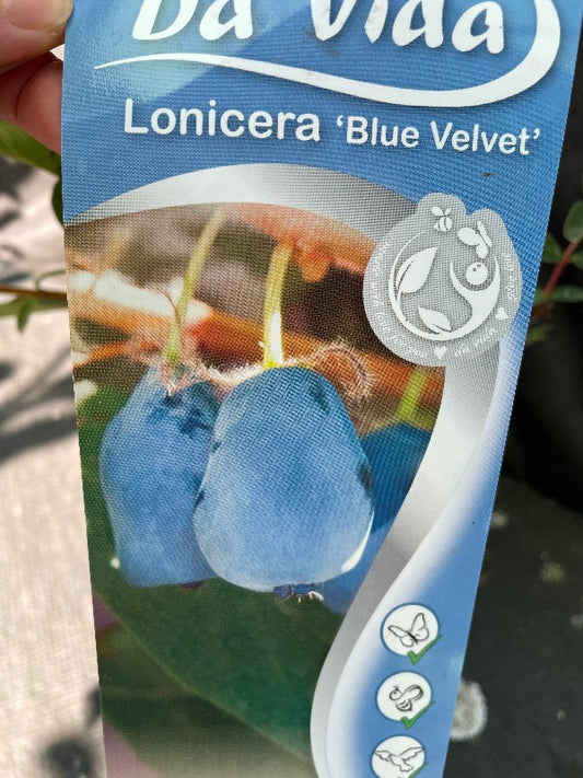 Bilde av Lonicera caer. 'Blue Velvet'-Spanne Plantesalg
