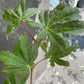 Bilde av Acer japonicum 'Vitifolium'-Spanne Plantesalg