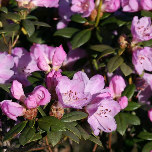 Bilde av Rhododendron February Dawn-Spanne Plantesalg