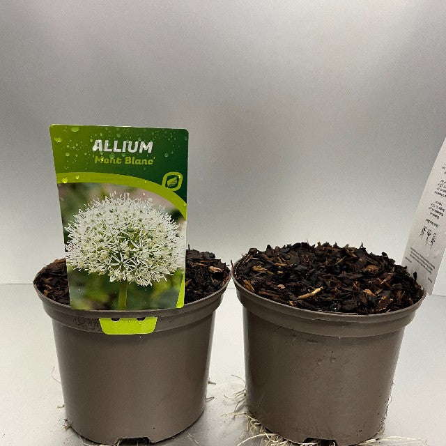 Bilde av Allium Mont Blanc-Spanne Plantesalg