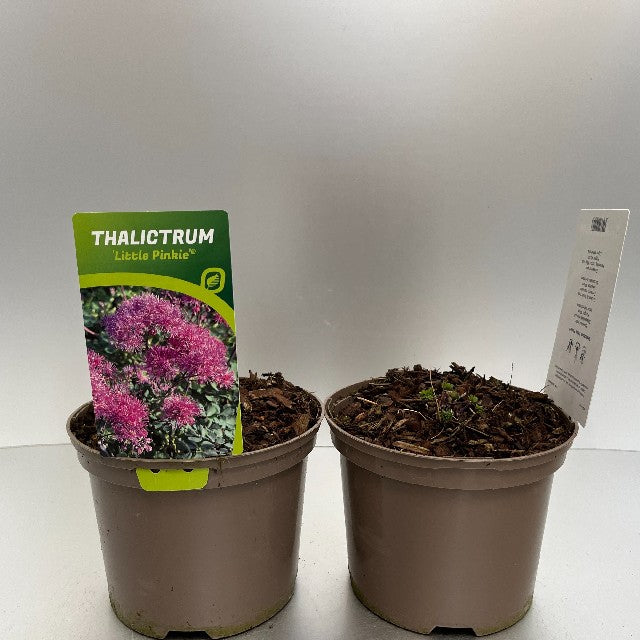 Bilde av Thalictrum Little Pinkie-Spanne Plantesalg