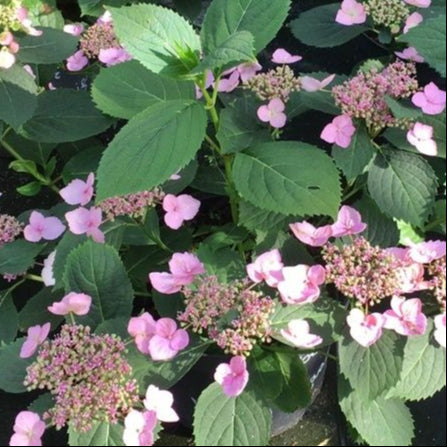 Bilde av Hydrangea serrata Magic Pillow-Spanne Plantesalg